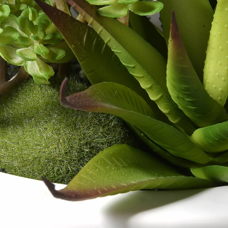 7.5" Succulent Plants in White Planter