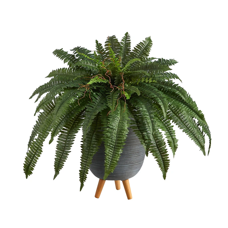 2.5ft. Boston Fern in Gray Planter with Legs