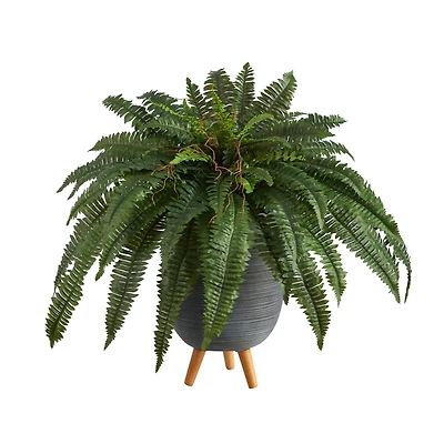 2.5ft. Boston Fern in Gray Planter with Legs