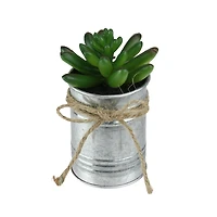 5" Green Mini Pachyveria Succulent in Tin Planter
