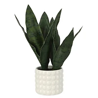15.5" Snake Plant in White Bubble Pot by Ashland®