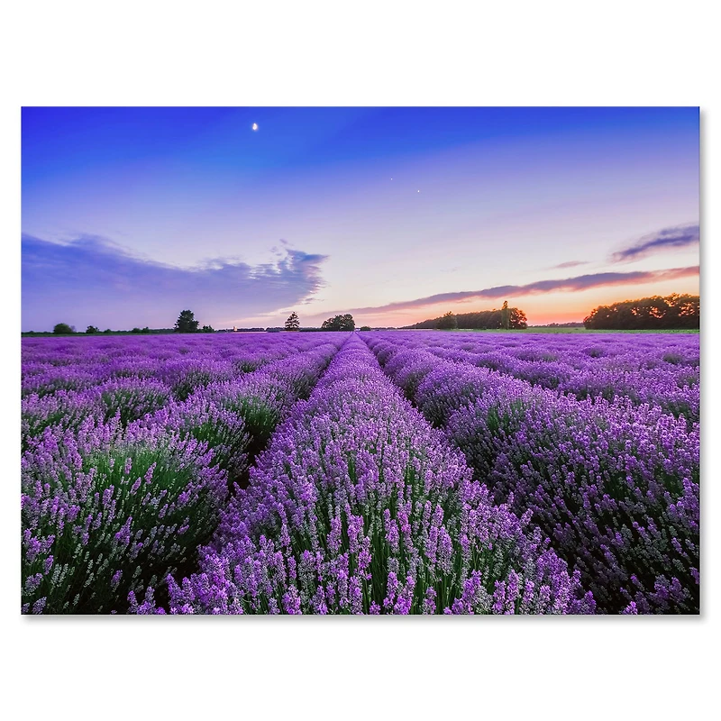 Designart - Sunrise & Dramatic Clouds Over Lavender Field II