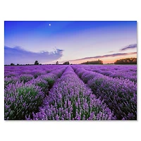 Designart - Sunrise & Dramatic Clouds Over Lavender Field II