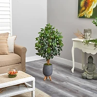 4ft. Ficus Tree in Gray Planter with Stand