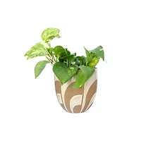 Hello Honey® 6" Hand Painted Terracotta Planter