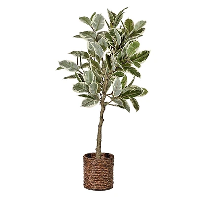 American Art Decor 5ft. Variegated Rubber Tree in Woven Basket