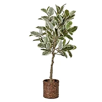 American Art Decor 5ft. Variegated Rubber Tree in Woven Basket