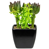6" Potted Green Succulent Arrangement