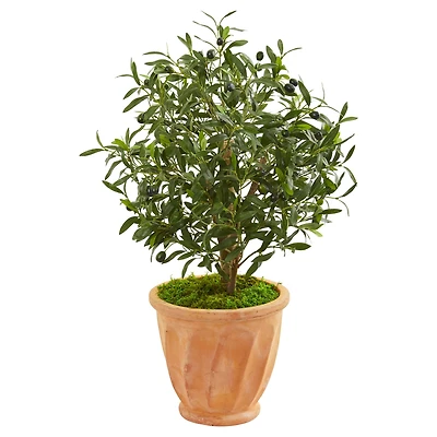 3ft. Olive Tree in Terracotta Planter