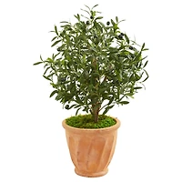 3ft. Olive Tree in Terracotta Planter