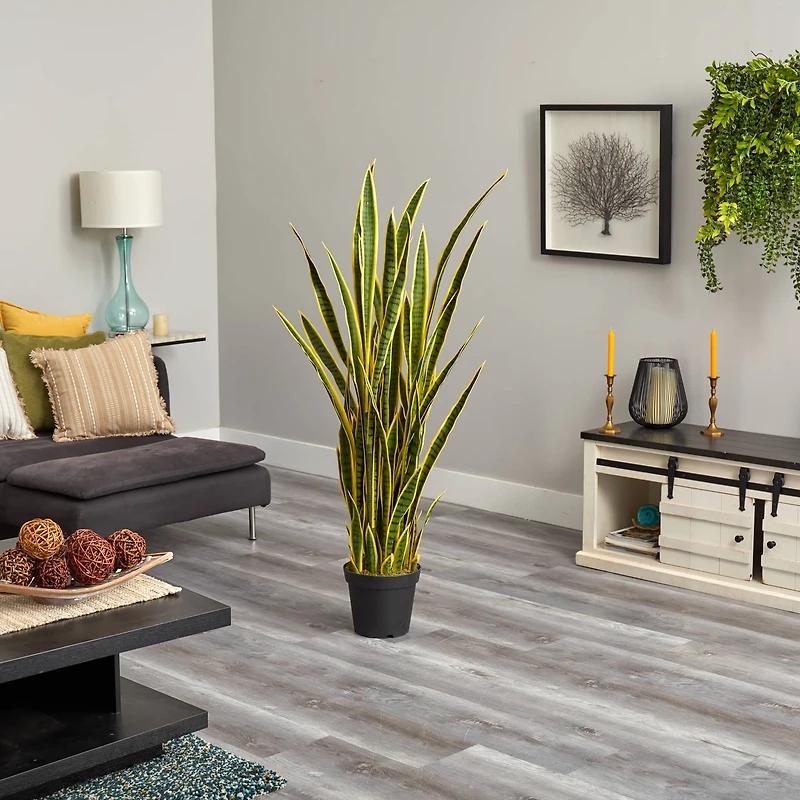 5ft. Potted Snake Plant