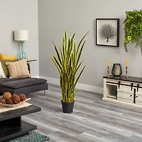 5ft. Potted Snake Plant