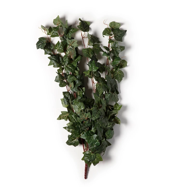 10 Pack: German Ivy Bush by Ashland®
