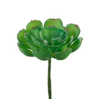 Flora Bunda® Small Echeveria Succulent Pick, 12ct.