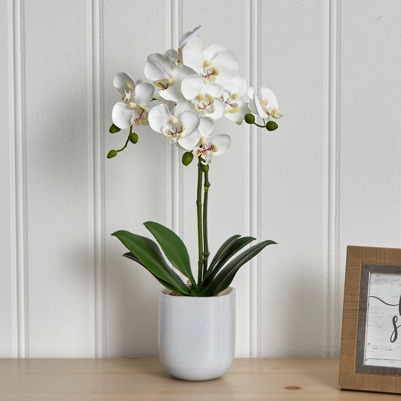 18.5" Moth Orchid in Frosted Glass