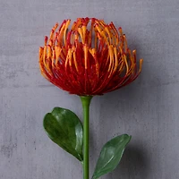 Tropical Needle Protea Spray by Ashland®