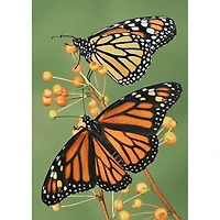 Wizardi Softness Diamond Painting Kit