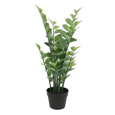 2.5ft. Potted Zanzibar Gem Plant by Ashland®