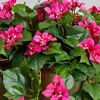 3ft. Pink Bougainvillea in Hanging Metal Bowl