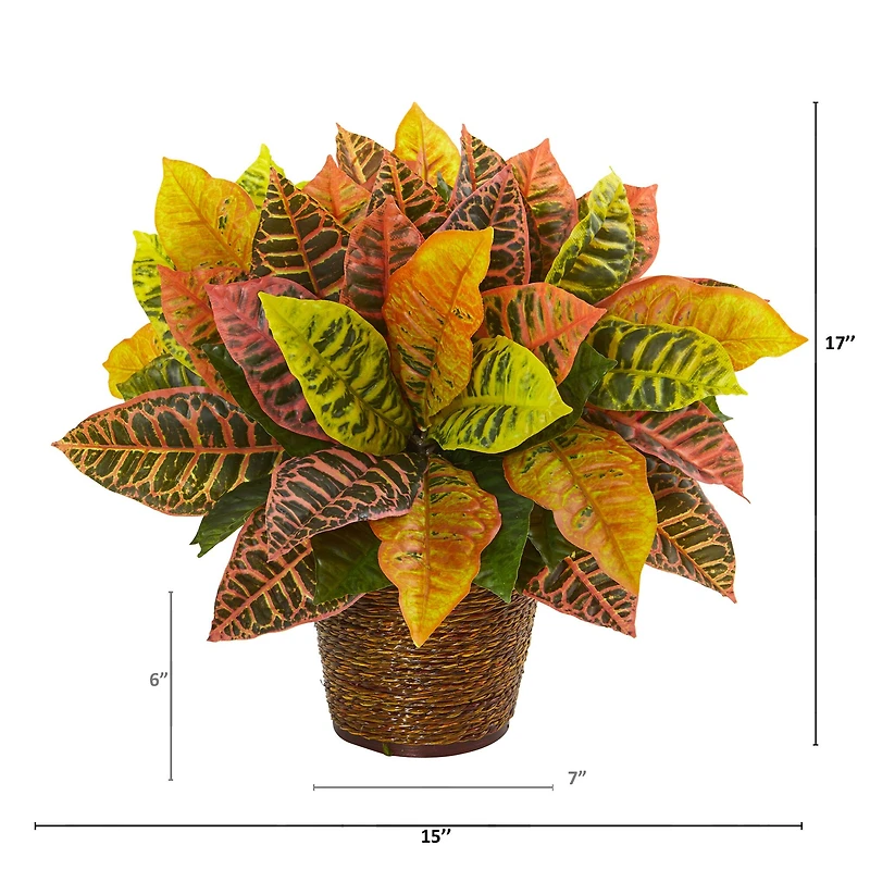 17" Garden Croton Plant in Basket