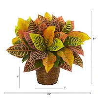 17" Garden Croton Plant in Basket