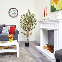 5ft. Potted Olive Tree