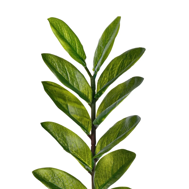 2ft. Potted Green Zamifolia Bush