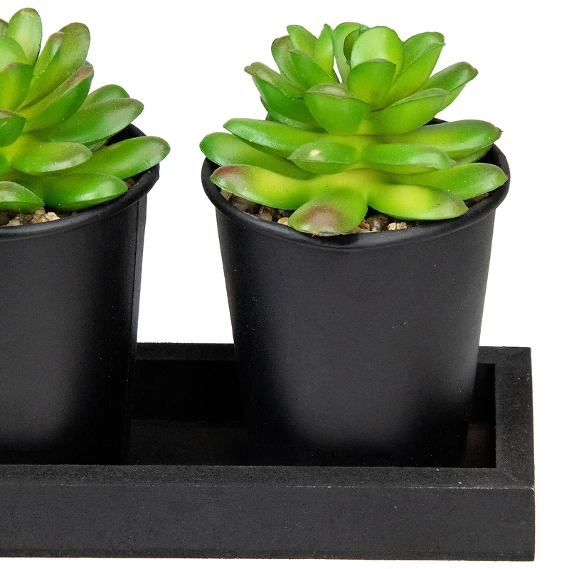 10" Potted Succulents with Wood Planter Set
