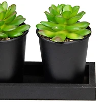 10" Potted Succulents with Wood Planter Set