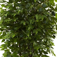 6.5ft. Potted Deluxe Ficus Tree