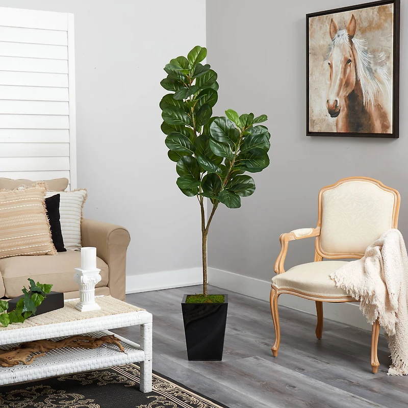 5.5ft. Fiddle Leaf Fig Tree in Black Metal Planter