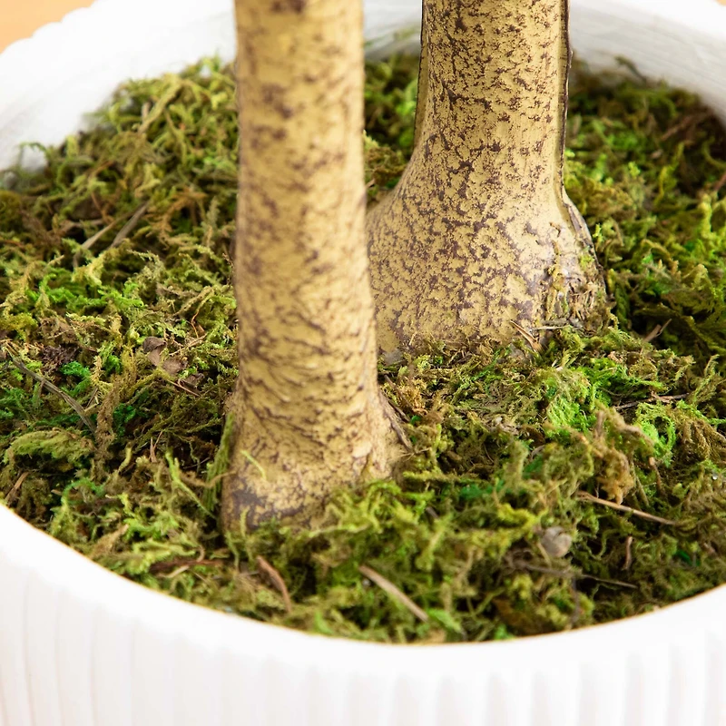 6ft. Maple Tree with White Planter