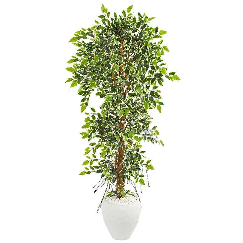 5.5ft. Elegant Ficus Tree in Decorative White Planter