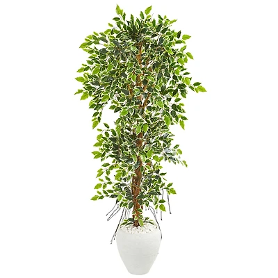 5.5ft. Elegant Ficus Tree in Decorative White Planter