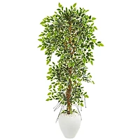 5.5ft. Elegant Ficus Tree in Decorative White Planter