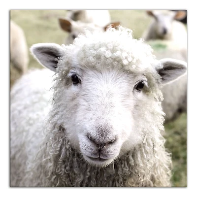 Curious Sheep 24" x 24" Canvas Wall Art