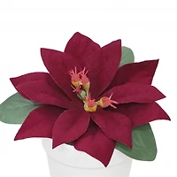 2.5" Premade Wine Velvet Poinsettia in White Terracotta Pot by Ashland®