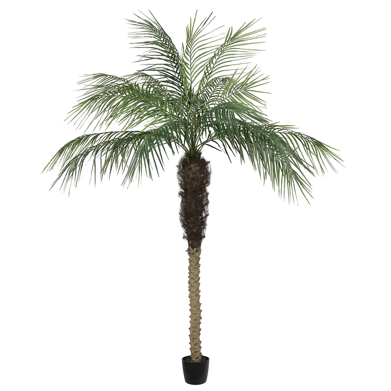7ft. Potted Phoenix Palm Tree