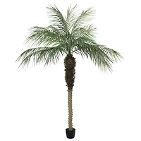 7ft. Potted Phoenix Palm Tree
