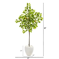 5.5ft. Lemon Tree in White Planter