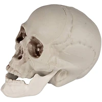 4.75" Skull Halloween Decorations, 6ct.