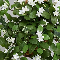 3.5ft. Stephanotis Flowering Plant in Hanging Basket