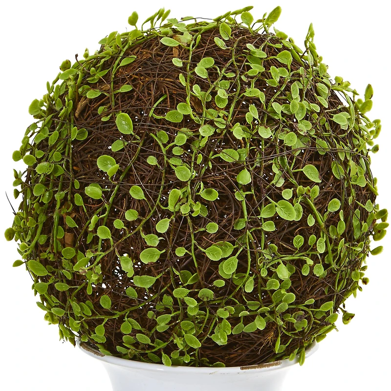 18" Mohlenbechia Ball Topiary in White Urn