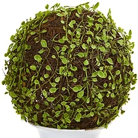 18" Mohlenbechia Ball Topiary in White Urn