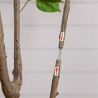 6ft. Potted Pink Minimalist Bougainvillea Tree