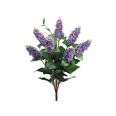 Italian Lilac Bush