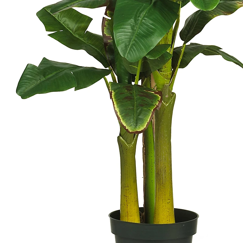 6ft. Potted Triple Stalk Banana Tree