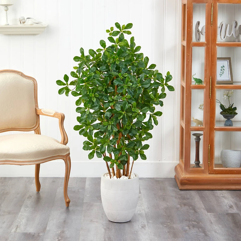 4.5ft. Black Olive Tree in White Planter