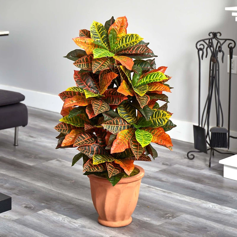 3.5ft. Croton Plant in Terra Cotta Planter