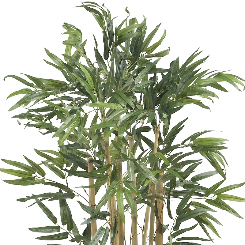 3ft. Potted Bambusa Bamboo Tree